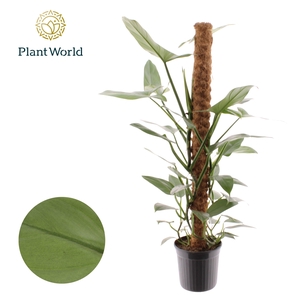 Philodendron Silver Sword Mosstok 100 cm