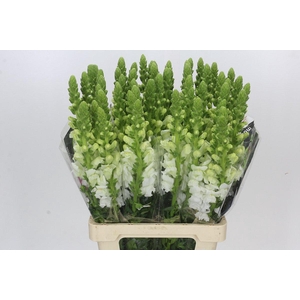Antirrhinum Potomac White