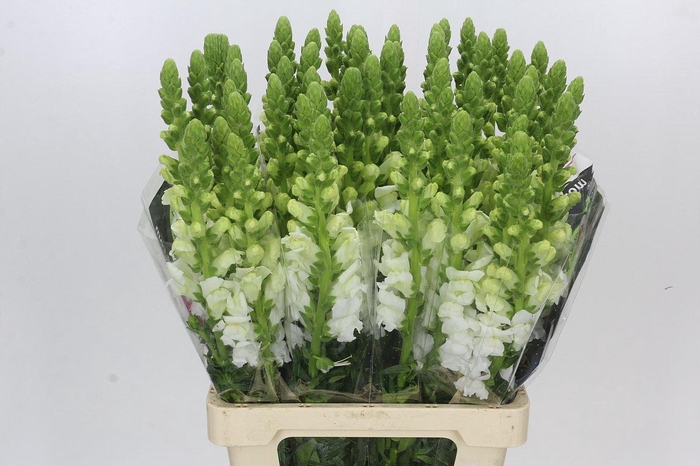 <h4>Antirrhinum Potomac White</h4>