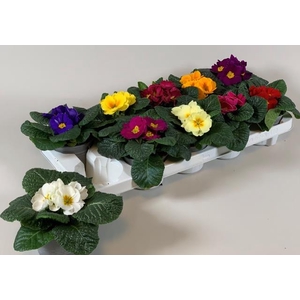 .Primula acaulis grp gemengd