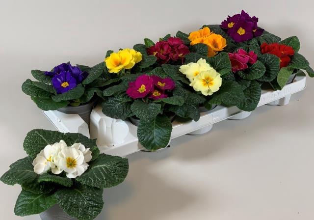 <h4>.Primula acaulis grp gemengd</h4>