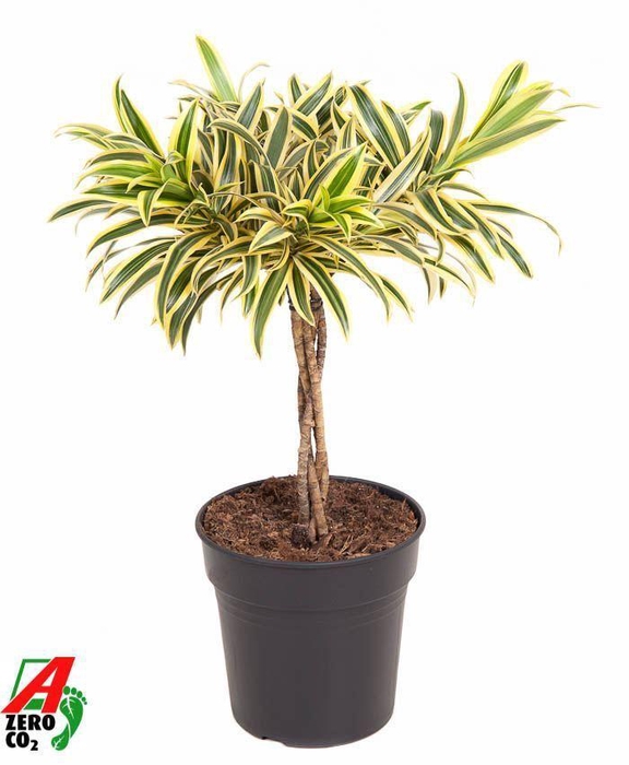 <h4>Dracaena refl. 'Song of India'</h4>