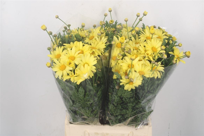 <h4>Margriet Yellow Per Stem X25</h4>
