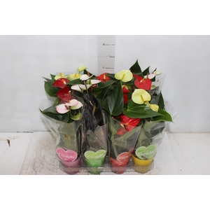ANTHURIUM VARIADO P09