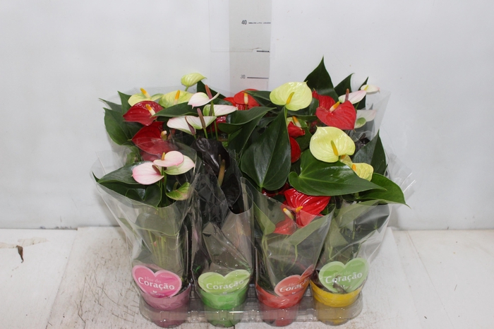 <h4>ANTHURIUM VARIADO P09</h4>