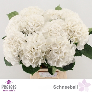 HYDR M SCHNEEBALL