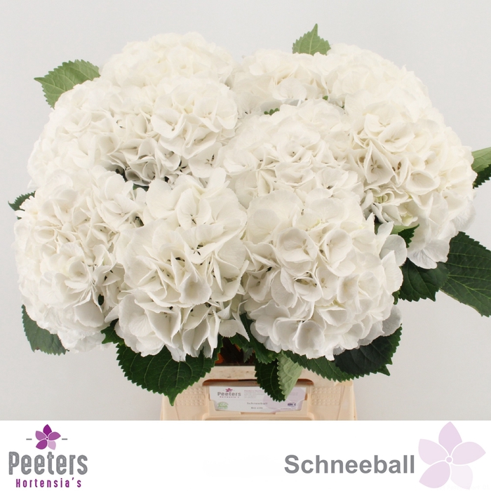 <h4>HYDR M SCHNEEBALL</h4>