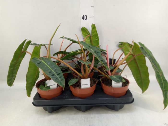 <h4>Philodendron ...</h4>