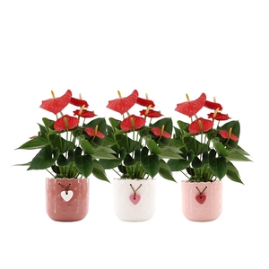 Anthurium Esudo in Jolie ceramics