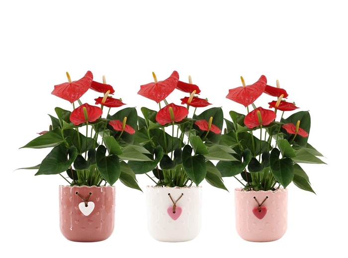<h4>Anthurium Esudo in Jolie ceramics</h4>