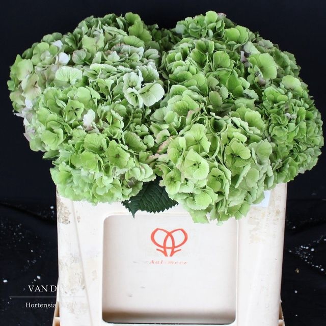 <h4>HYDR M CH VERENA CL GREEN</h4>