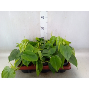 Philodendron scand.