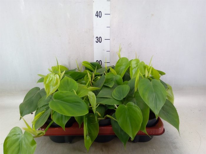 <h4>Philodendron scand.</h4>