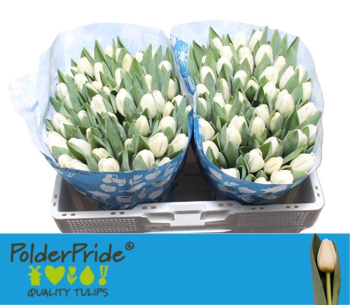 <h4>TU EN ANTARCTICA</h4>