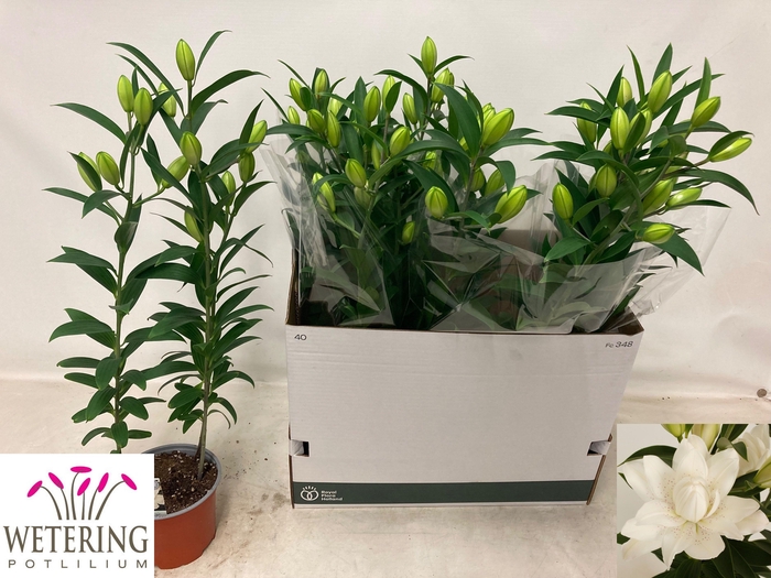 <h4>LIL OR SUN DB BOUNTY</h4>