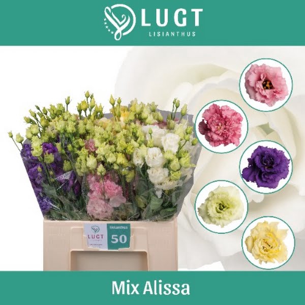 <h4>Eust Alissa Mix Short Lugt</h4>