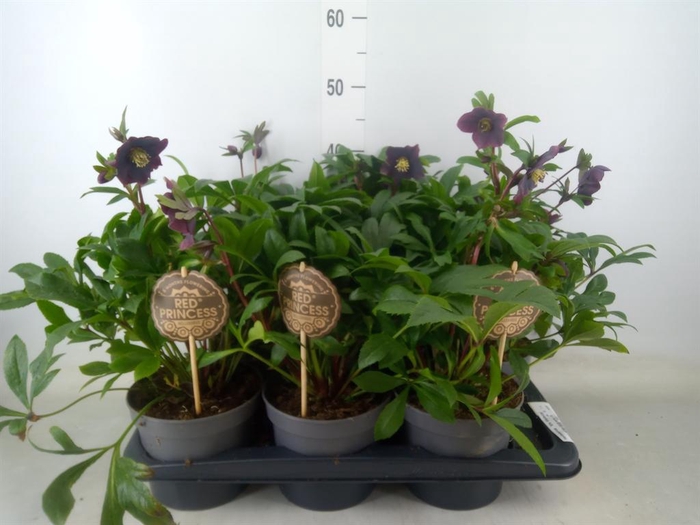 <h4>Helleborus  'Viv Victoria'</h4>