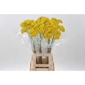 Achillea F Park Variety Naor