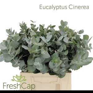 EUC CINEREA PER BOS