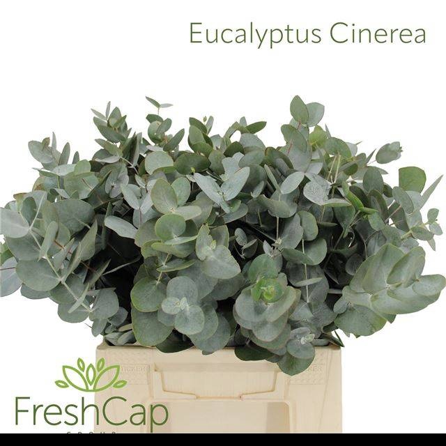 <h4>EUC CINEREA PER BOS</h4>