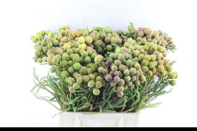 <h4>BERZ GALPINII</h4>