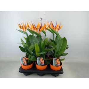 Arr. Strelitzia L%