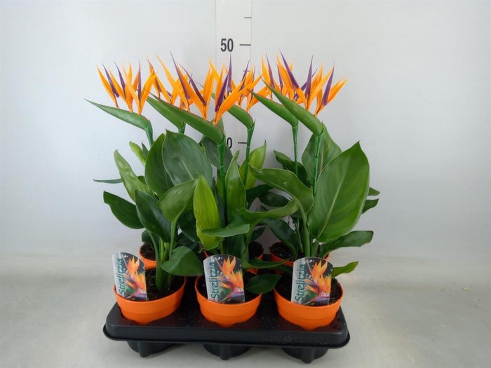 <h4>Arr.  Strelitzia L%</h4>