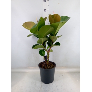 Ficus elastica 'Cloe'