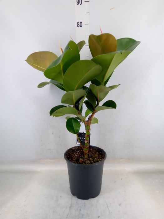 <h4>Ficus elastica 'Cloe'</h4>