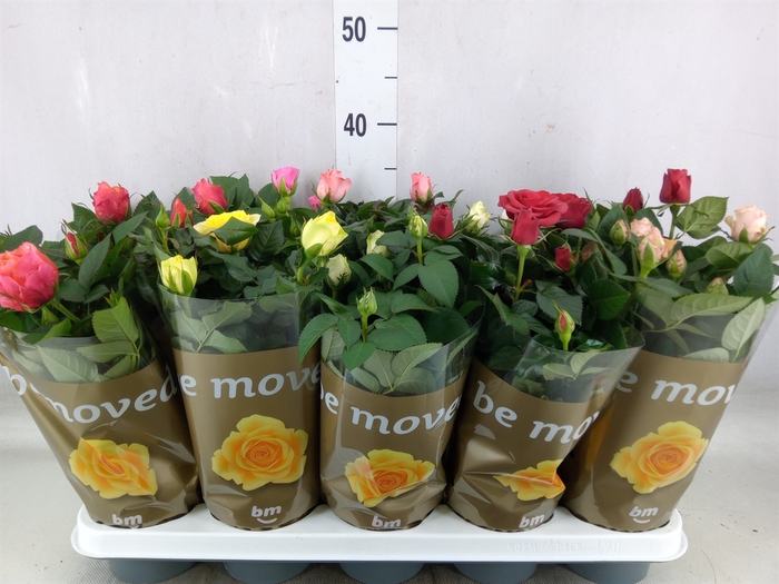 <h4>Rosa  'Beau Monde'   ...mix</h4>