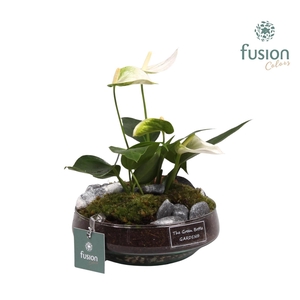 Green Bottle Iris Small met anthurium wit
