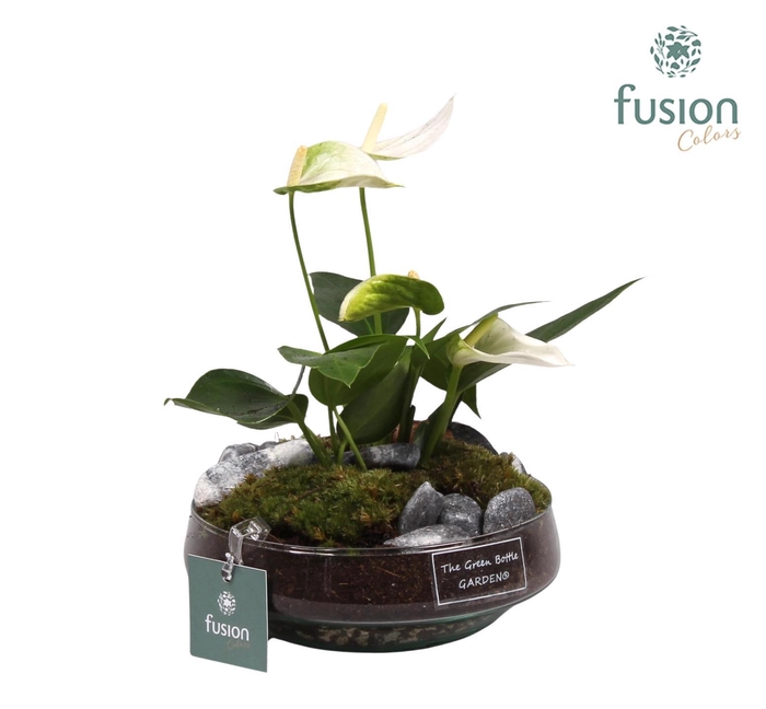 <h4>Green Bottle Iris Small met anthurium wit</h4>