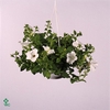 PETUNIA WHITE SURFIN HANGPOT P25