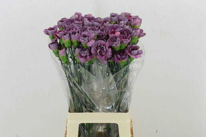 <h4>Di St Hypnosis</h4>