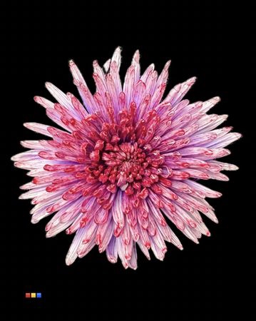 Chr G Topspin Passion