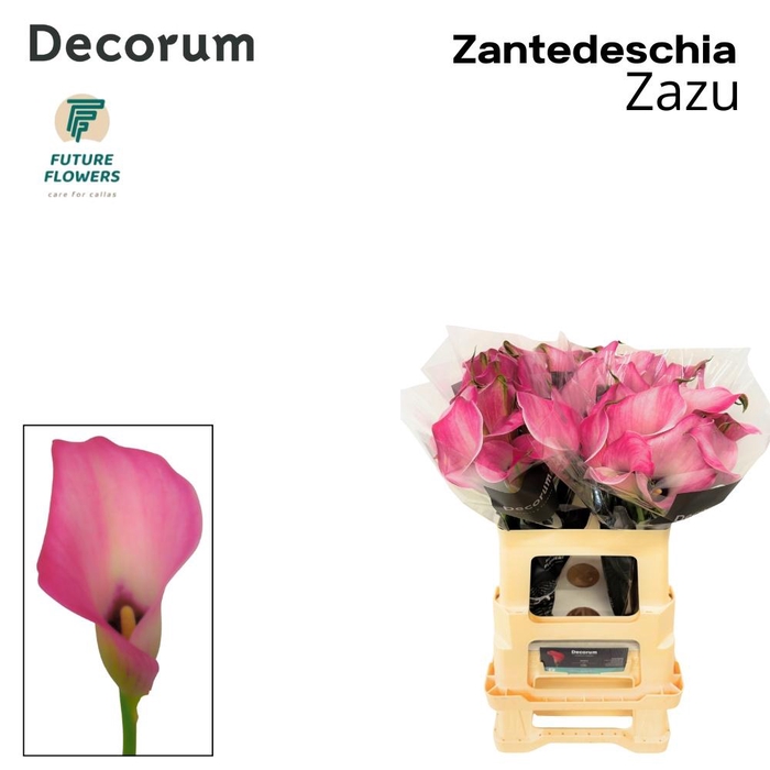 <h4>ZANT ZAZU</h4>