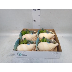 Planten  ..in schelp L%