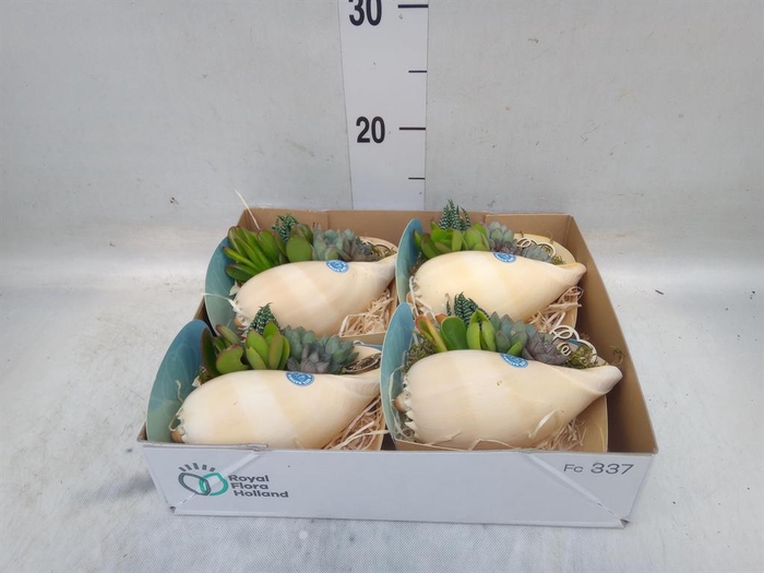 <h4>Planten  ..in schelp L%</h4>