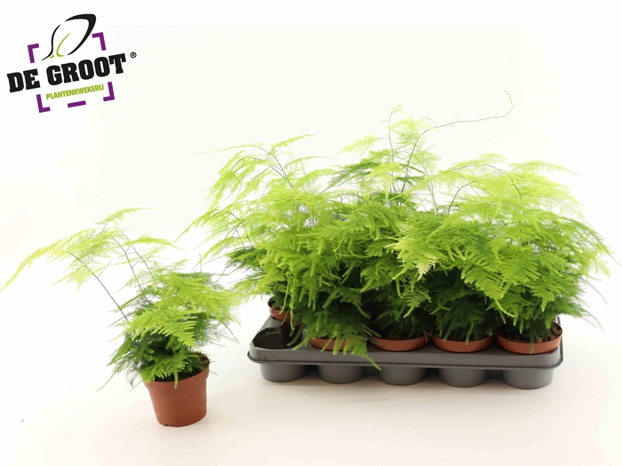 <h4>ASPAR SETACEUS</h4>