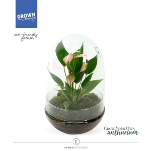 Anthurium - Karma Nano Flowers | Terrarium Nature