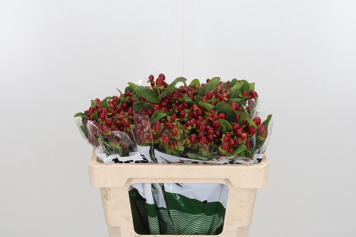 <h4>Hyp Mag Seasons</h4>