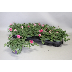 Petunia dekko Rose Star