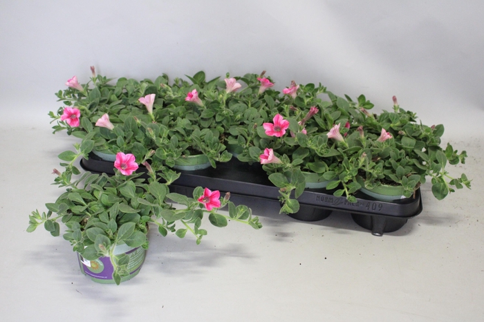<h4>Petunia dekko Rose Star</h4>