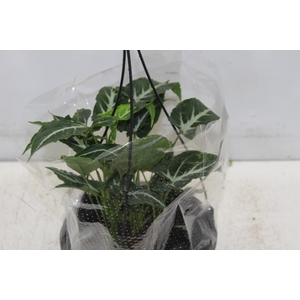 CALATHEA ORBIFOLIA P17