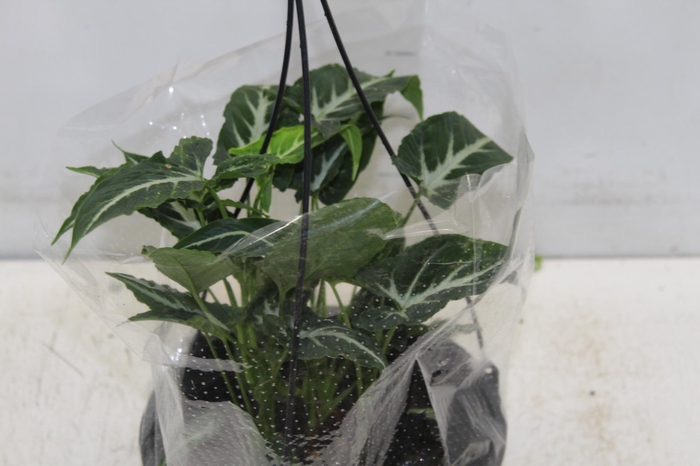 <h4>CALATHEA ORBIFOLIA P17</h4>