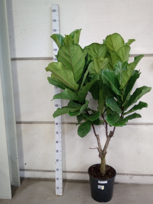 Ficus lyrata