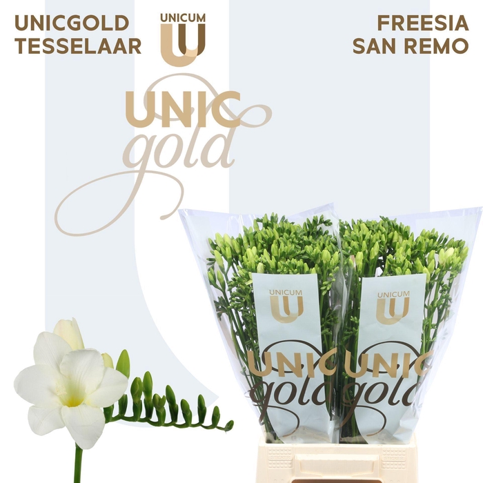 <h4>Freesia EN 'San Remo'</h4>