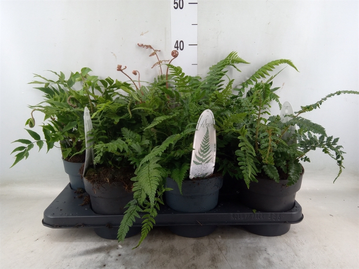 <h4>Ferns   ...mix</h4>