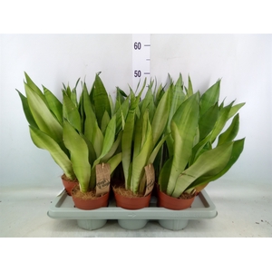 Sansevieria trifa. 'Moonshine'