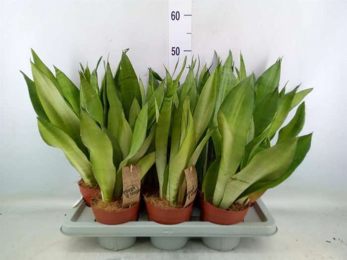 <h4>Sansevieria trifa. 'Moonshine'</h4>